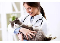 Программное обеспечение для VR. Симуляция профессии ветеринар